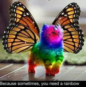 Meet your Posher, Chrissy